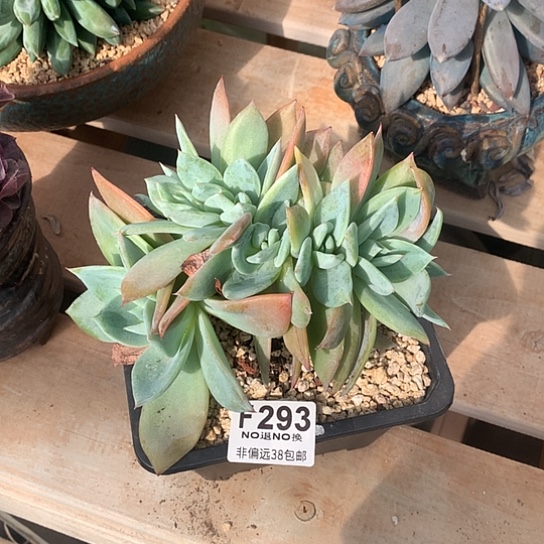 烟火朵朵缀293 亏本处理7-8 天发货