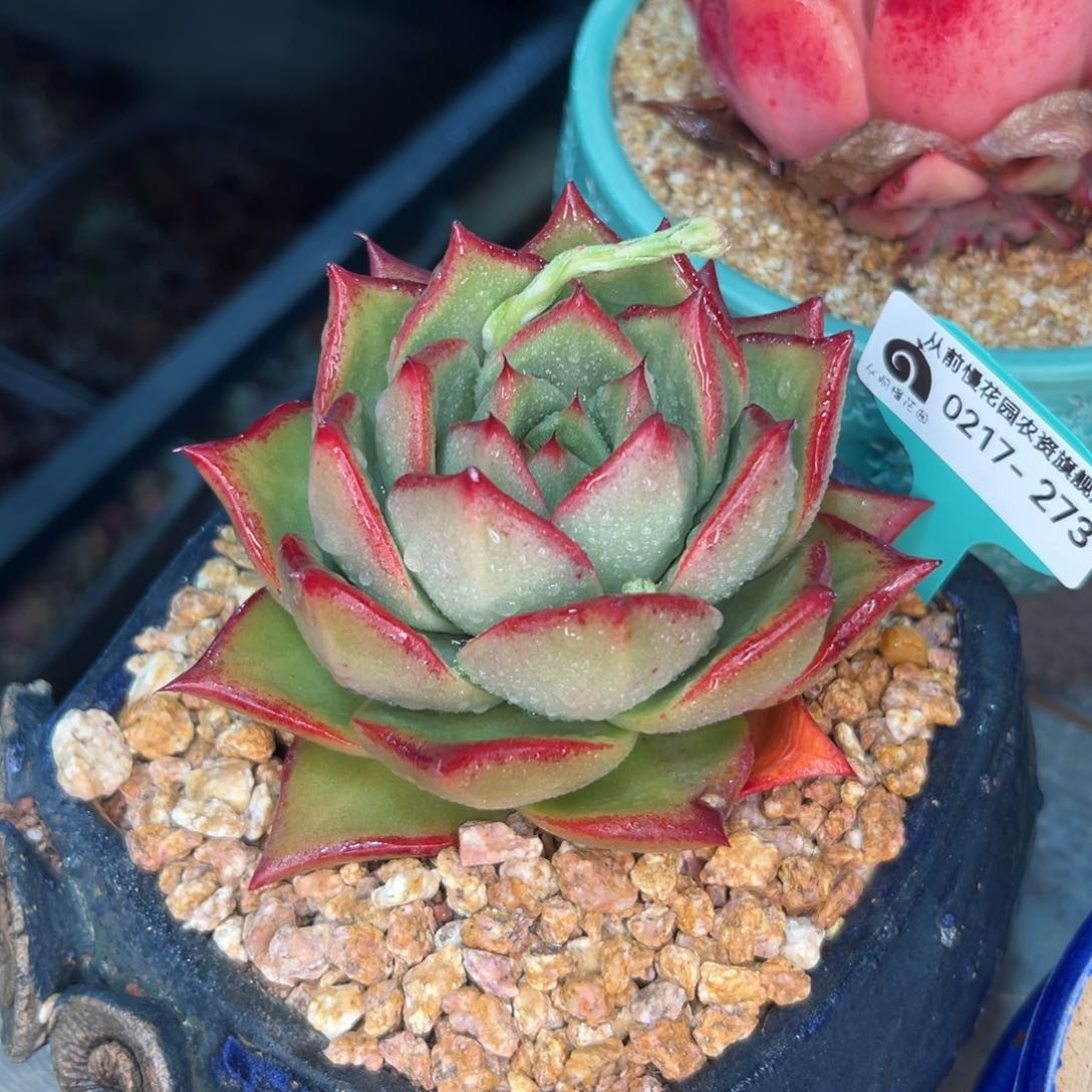 多肉一物一拍0217-273