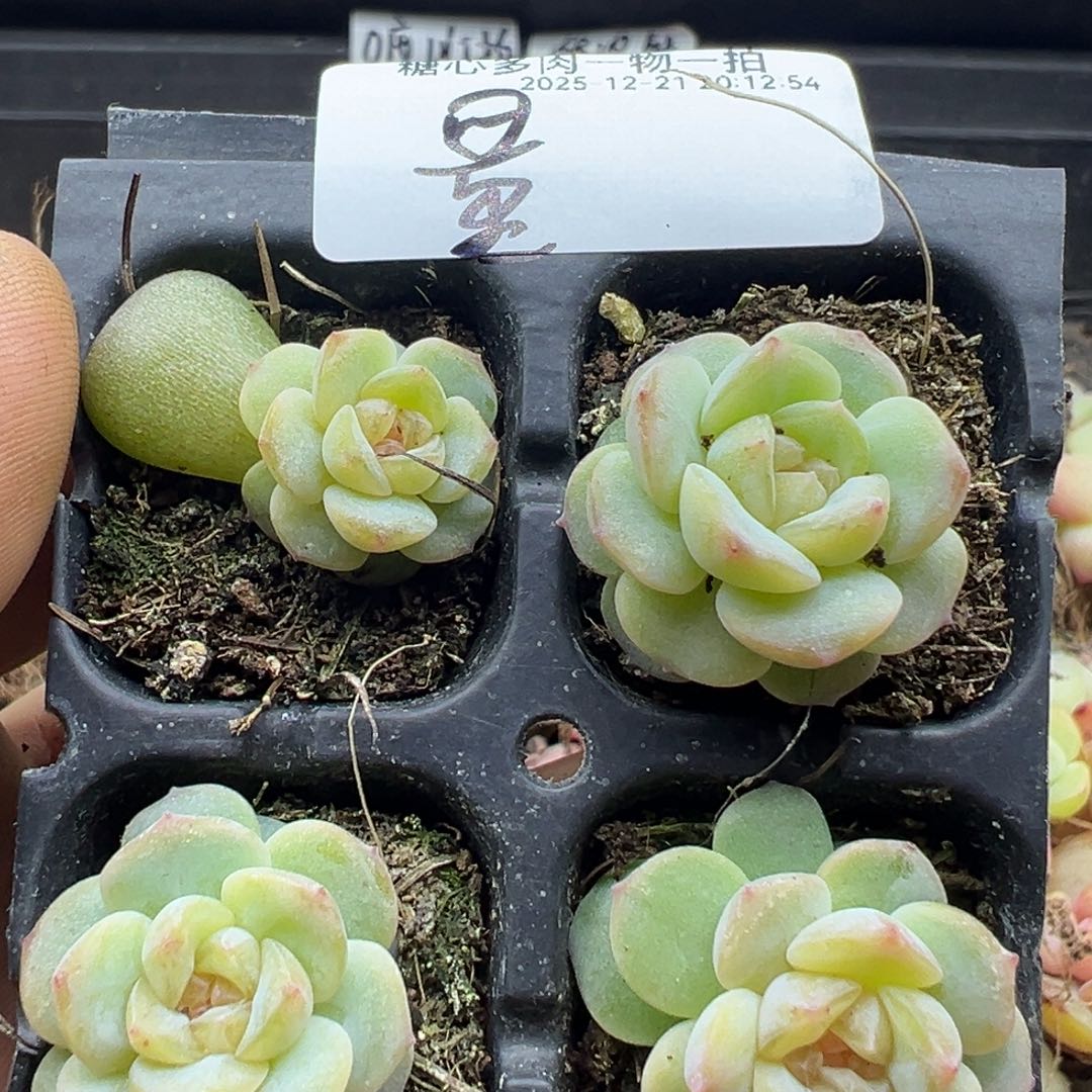 糖心多肉量拍水晶珍妮10-20