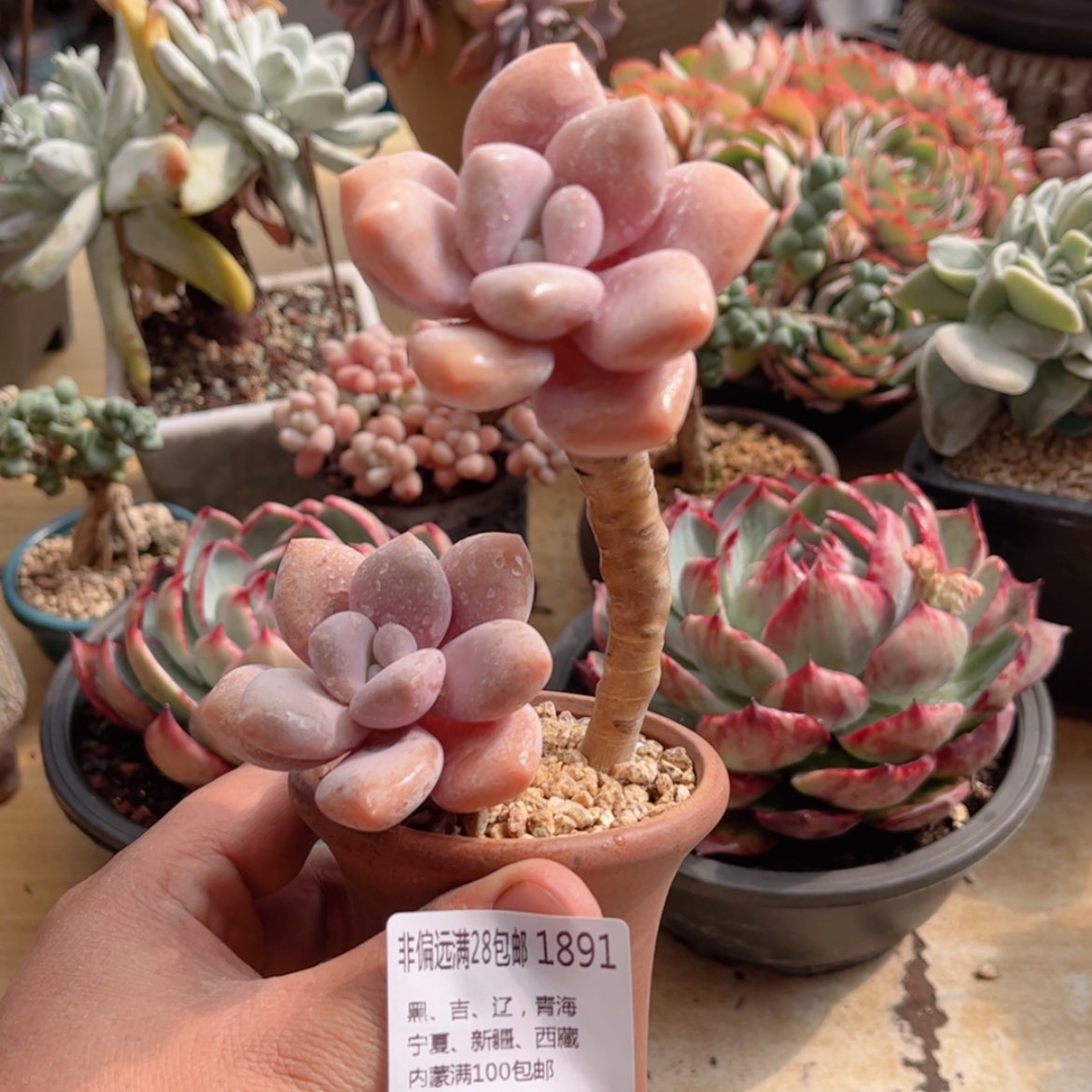 【闪购商品】1891桃霜