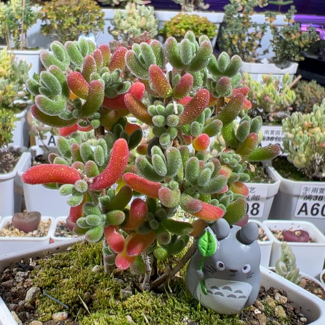 28-588枝干番杏多肉红叶优选七方盆一物一拍