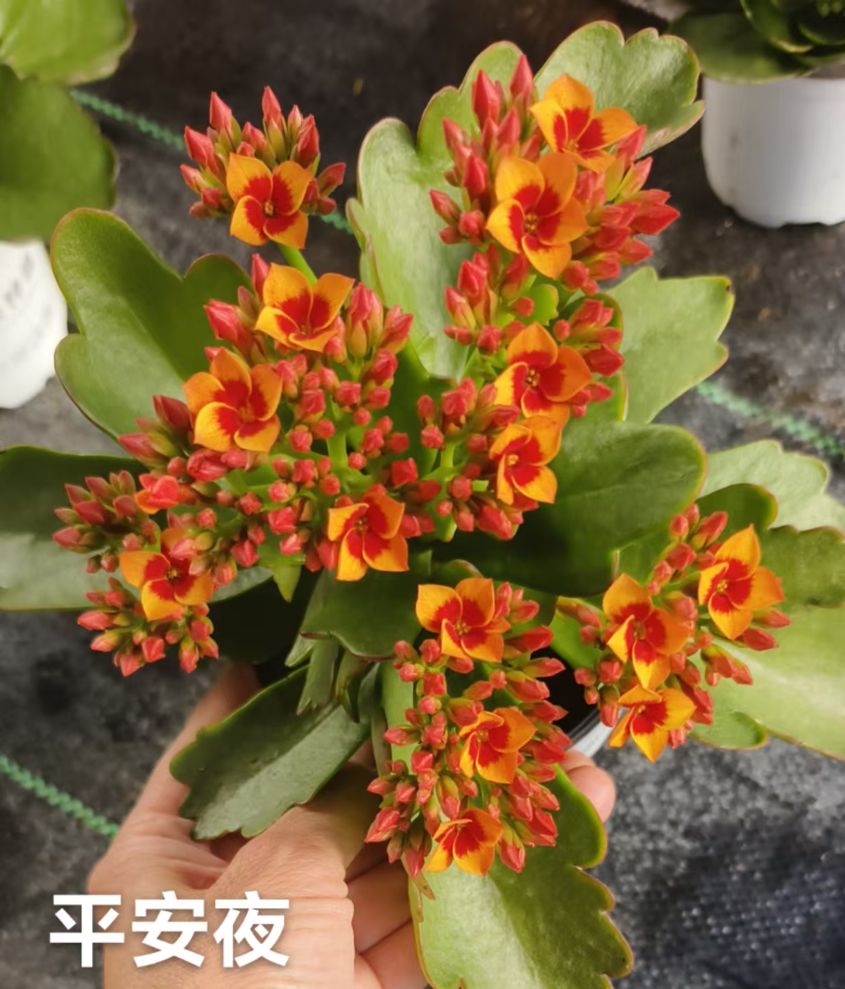 平安夜，110原盆原土