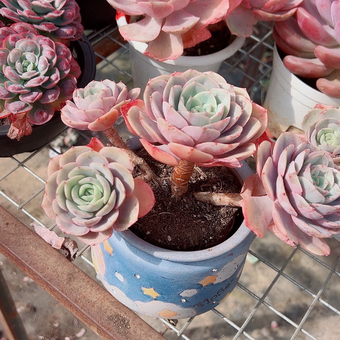 蓝色苍鹭多头群生