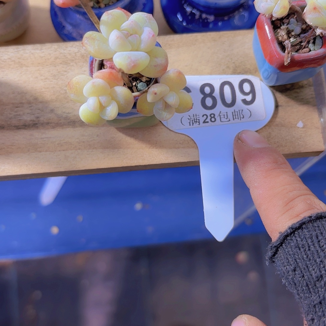 好***姐C809冰玉一物一拍