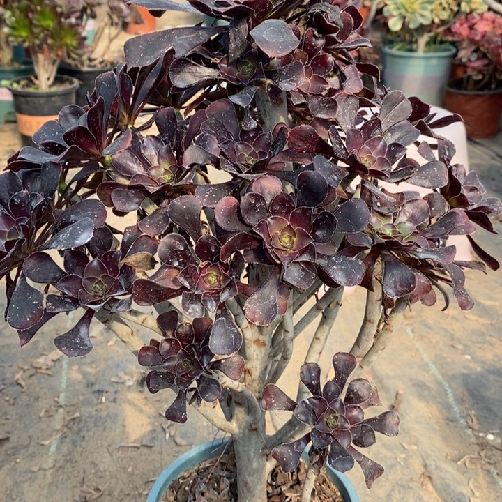 圆叶多肉植物38。 