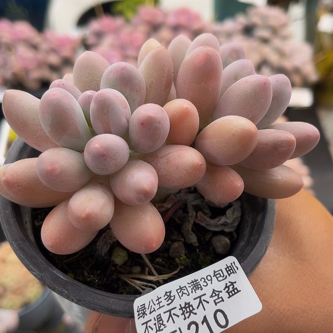 210汤圆9cm多肉双头