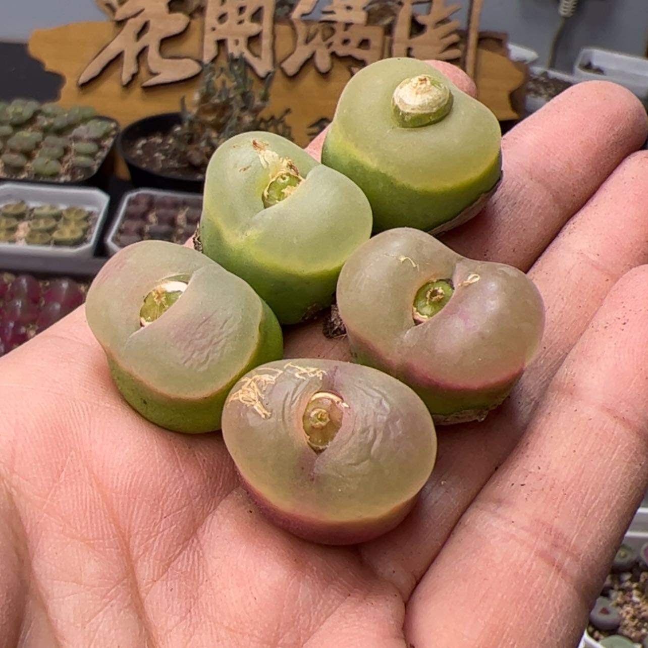 【闪购商品】00000005