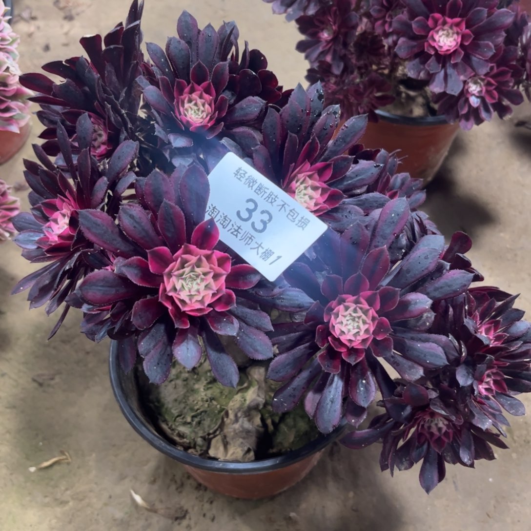 33月亮石多肉植物法师