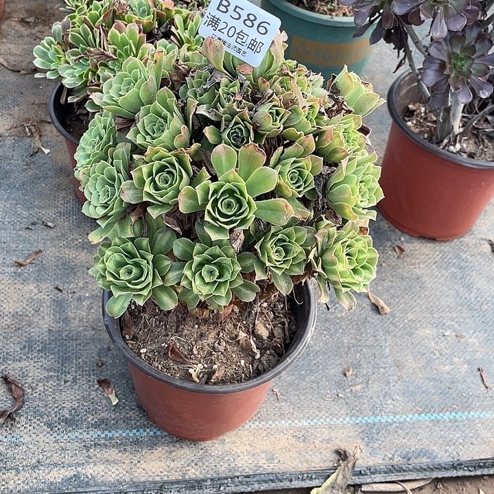 586翡翠琉璃多肉法师