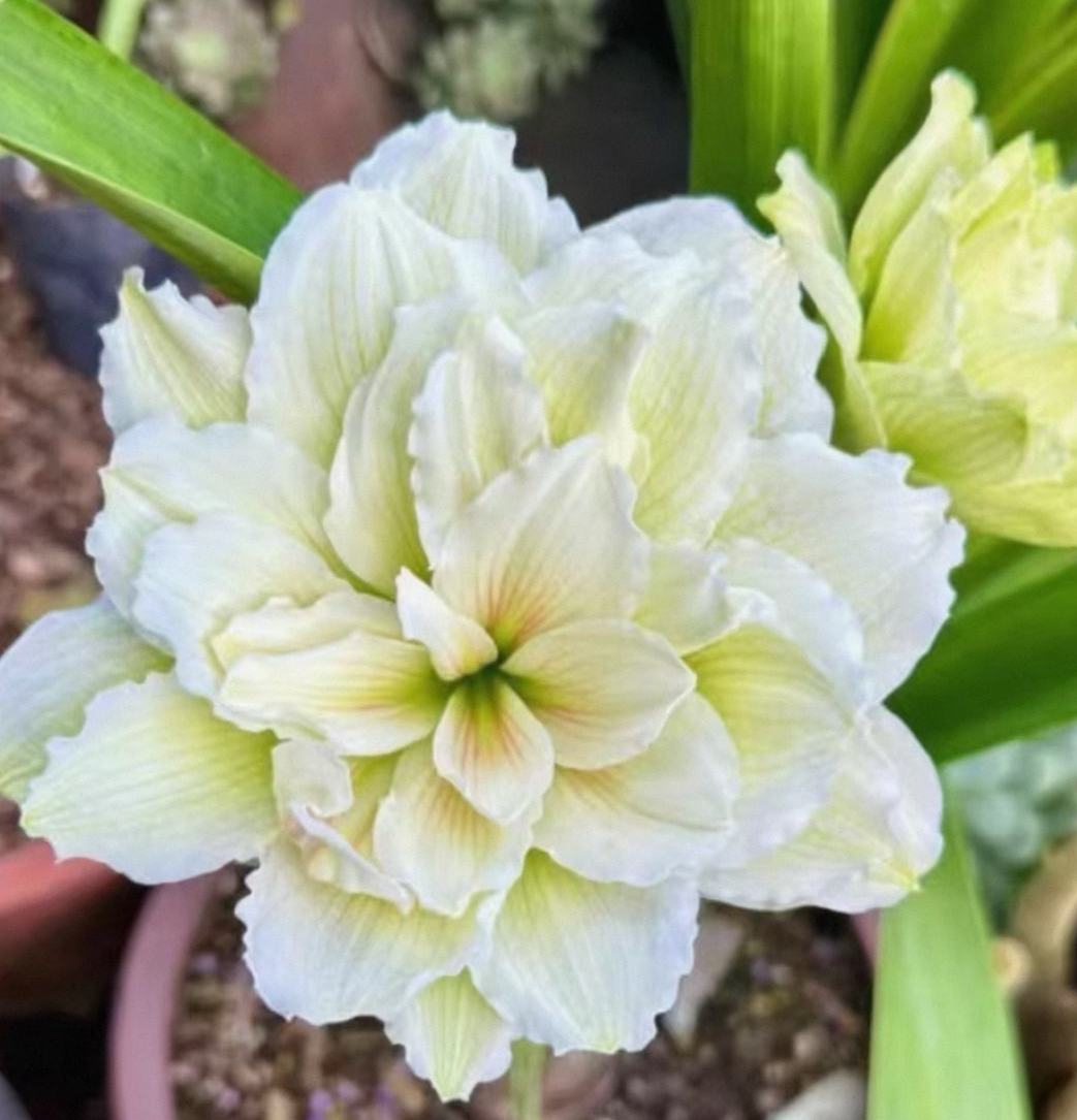 天雀朱顶红0.8一1厘米包对版