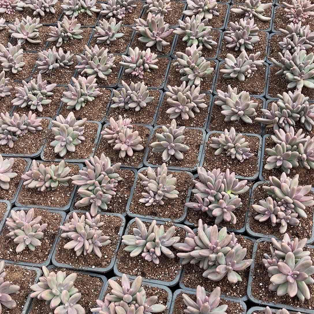 蔬**子寄养链接的肉肉的肉肉