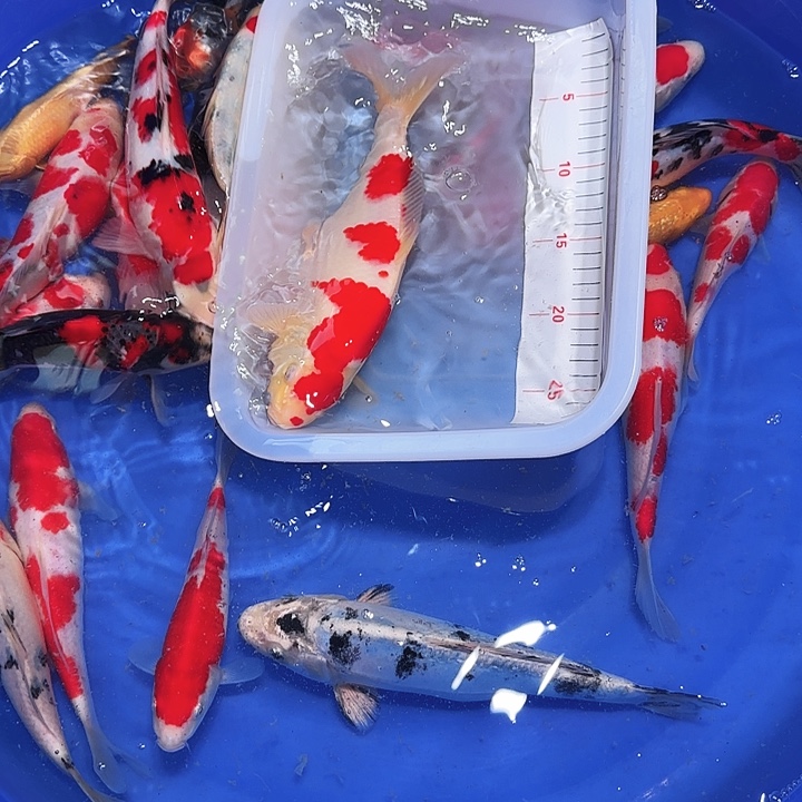 海水鱼出出个数也是一次