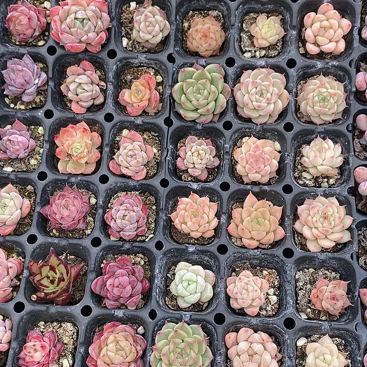 315 多肉植物盆栽花卉植物