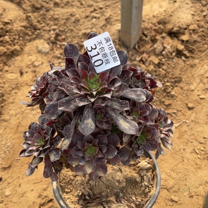 310花纳手捧缺水2号