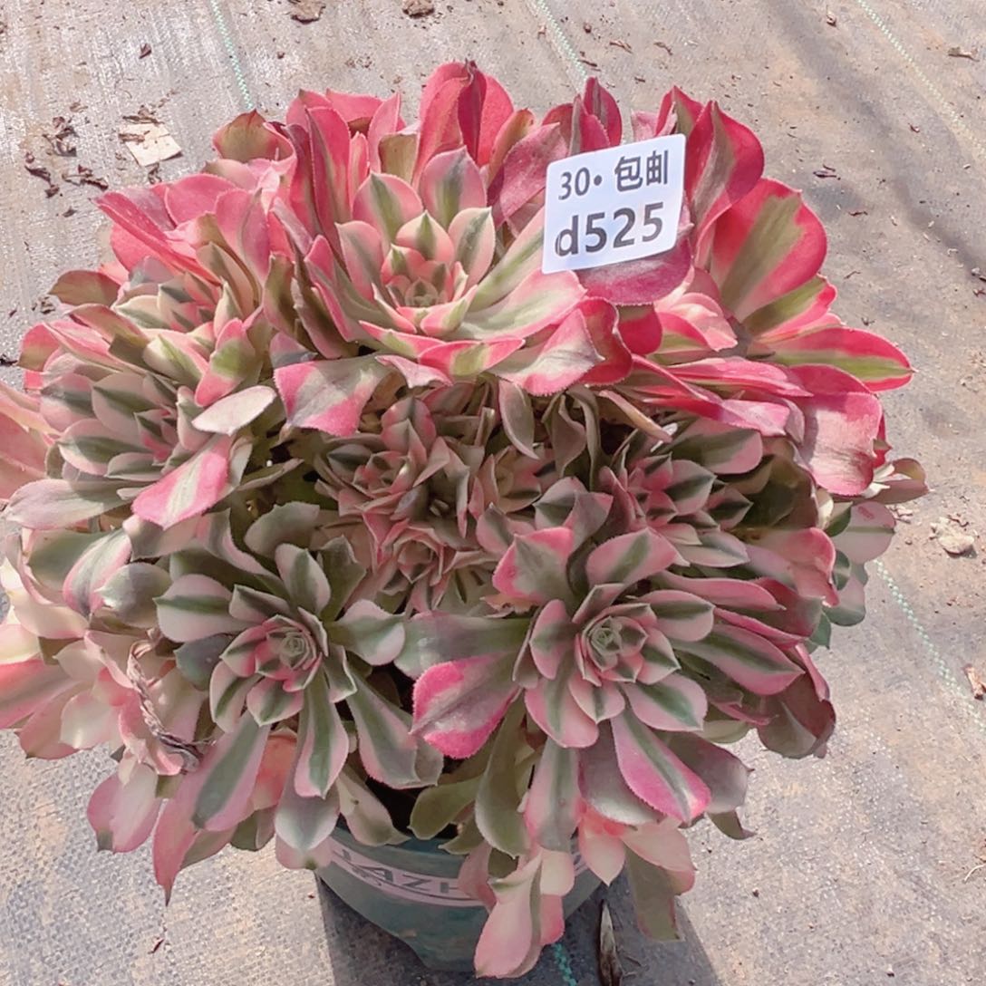 525 香妃多肉法师