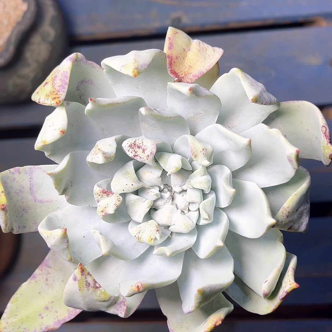 浦西飞克大佬装单头