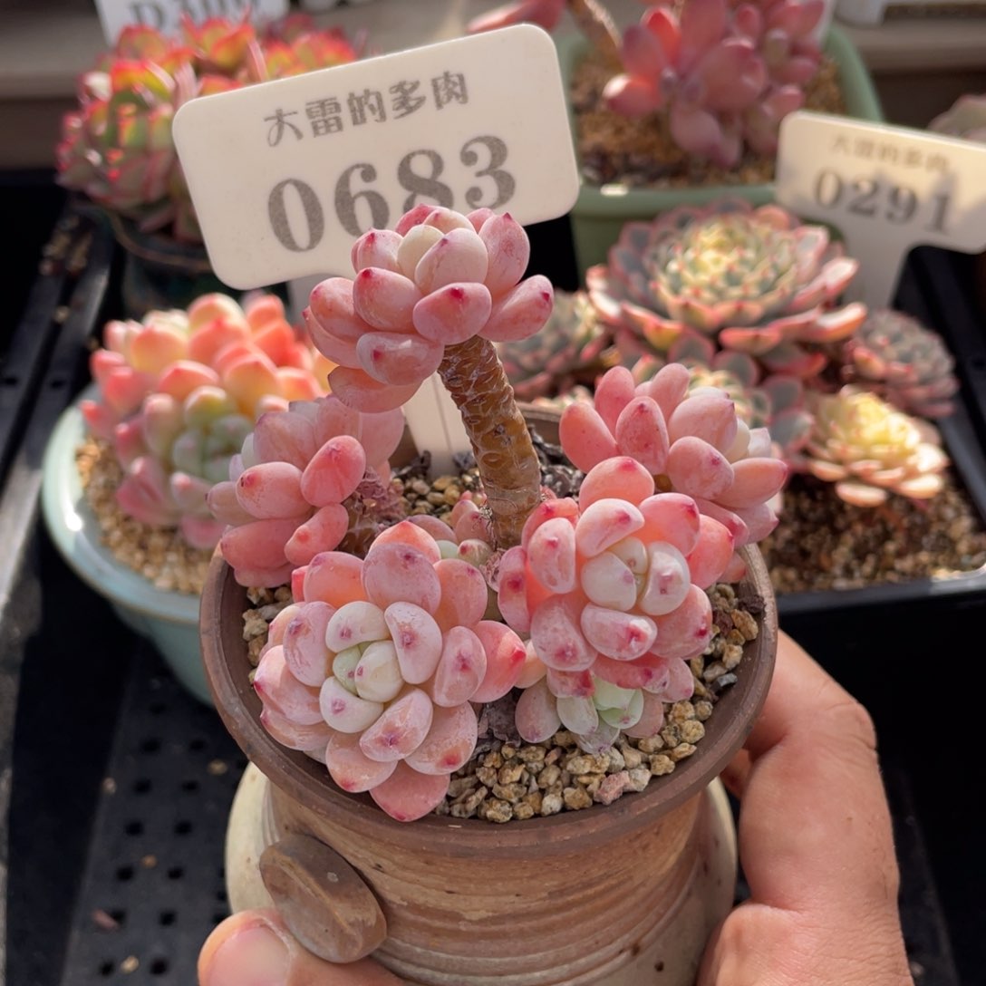 0683罗琦不带盆8厘米啦啦