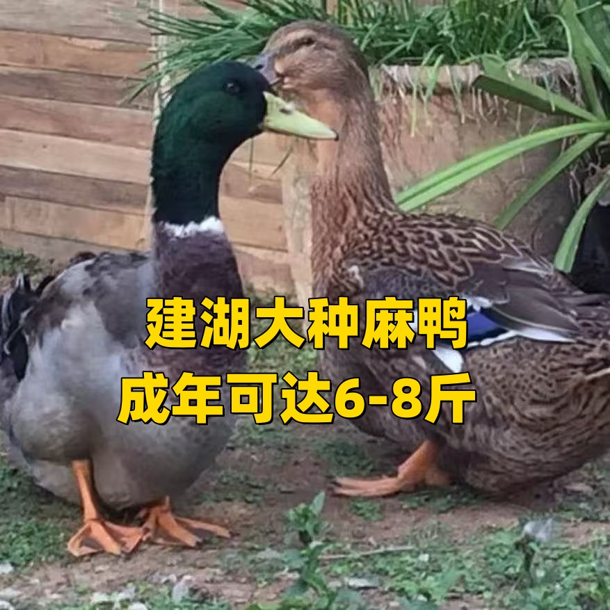 【大种鸭】半斤左右大种建湖麻鸭成年可达6-8斤