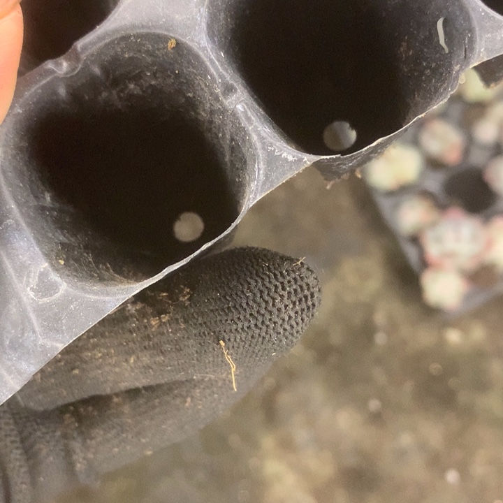 樱花粉。小（满9.99包邮不满9.99发叶子）