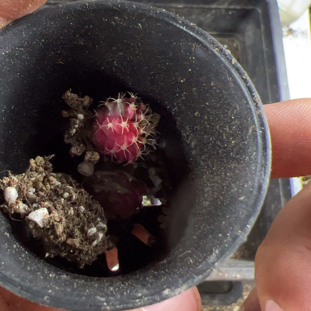 当前无花栽培后可以开花817