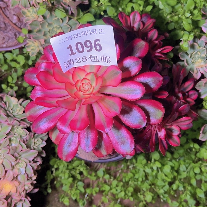 1096香奈尔多肉老桩