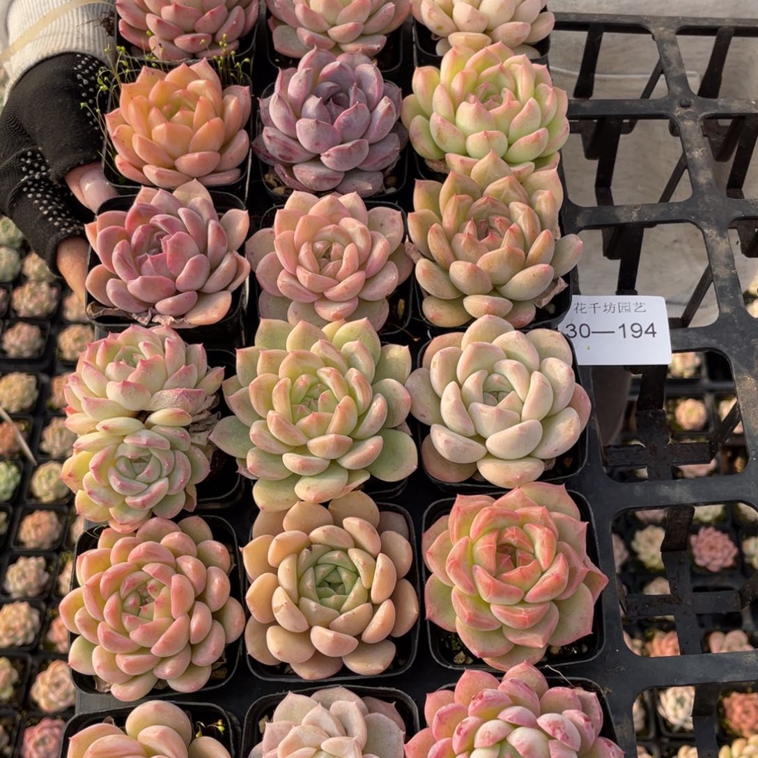 一物一拍18颗30-194