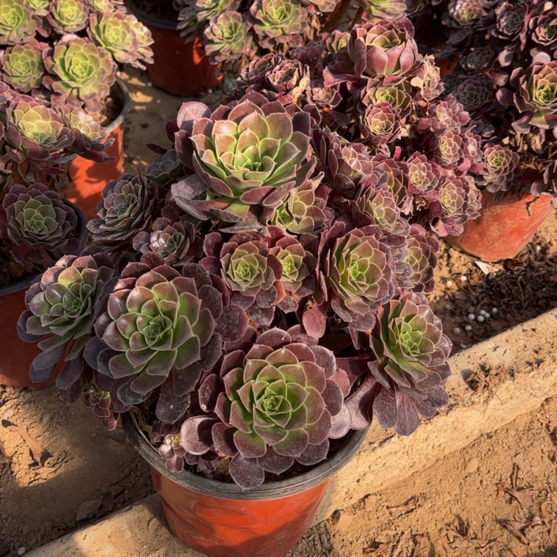 荷兰玫瑰390不包断枝