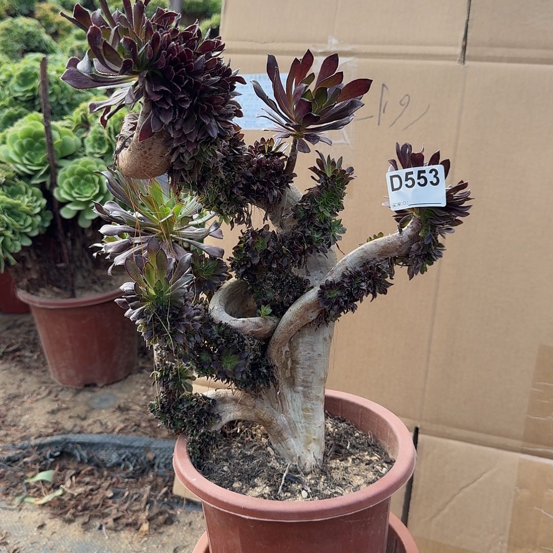 553黑法师一颗有伤呀