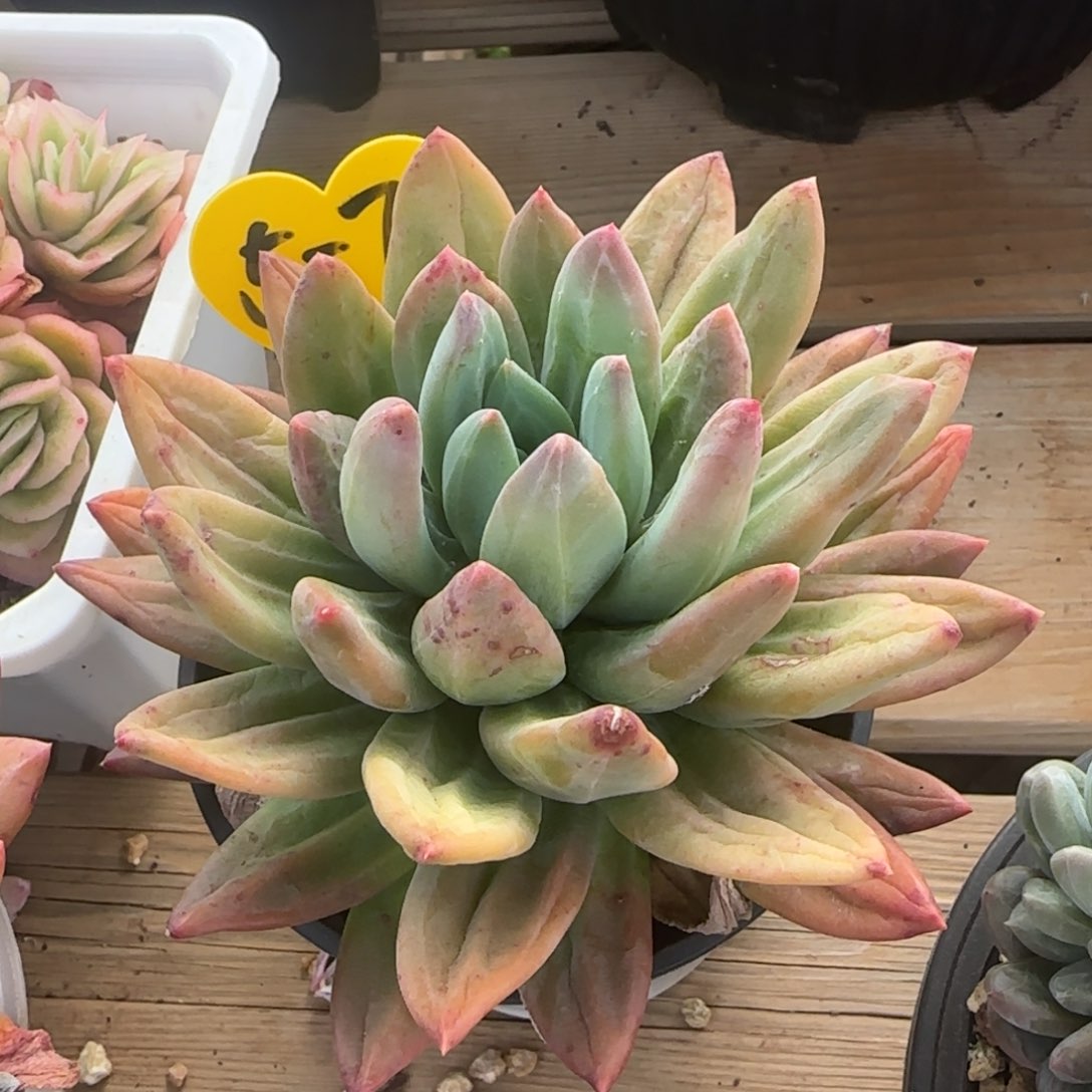 肉*肉兴兴园艺。多肉植物