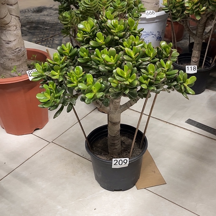 招财花月独杆老桩