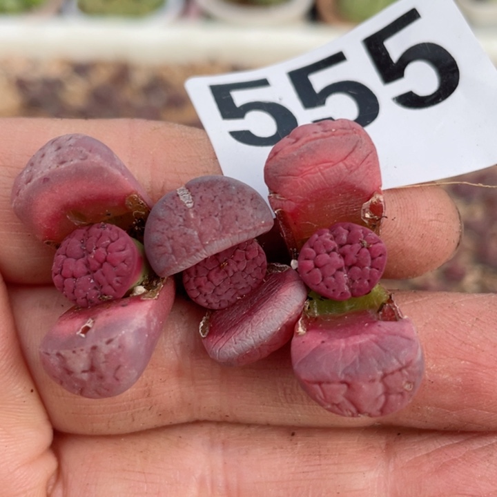 常****店555阿克塞尔玫瑰3颗