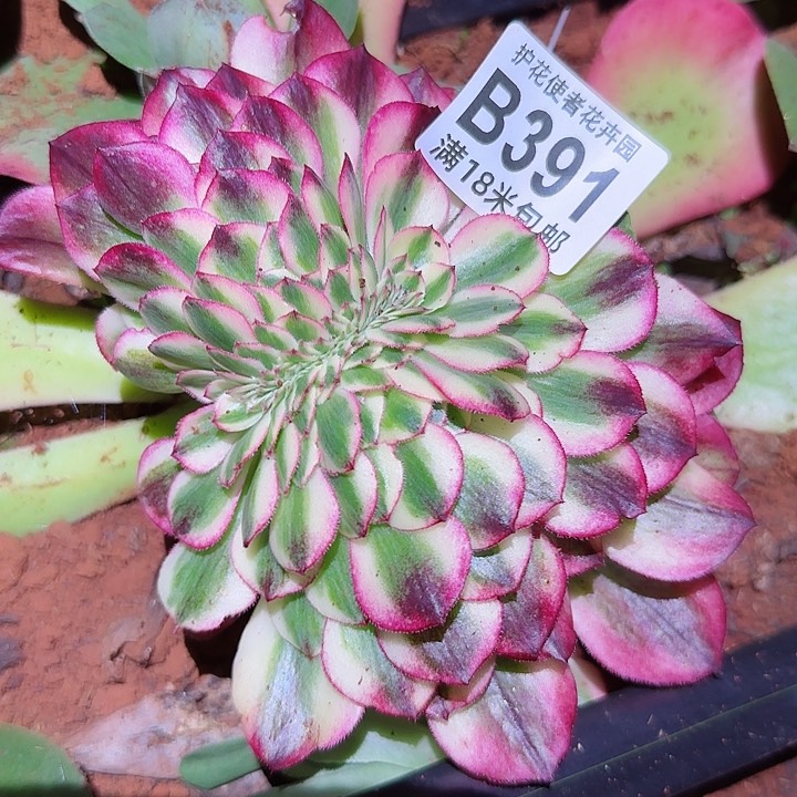 多肉法师荔枝朵朵