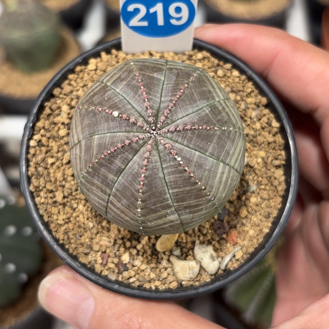 219实生欧版布纹球带盆带土发货