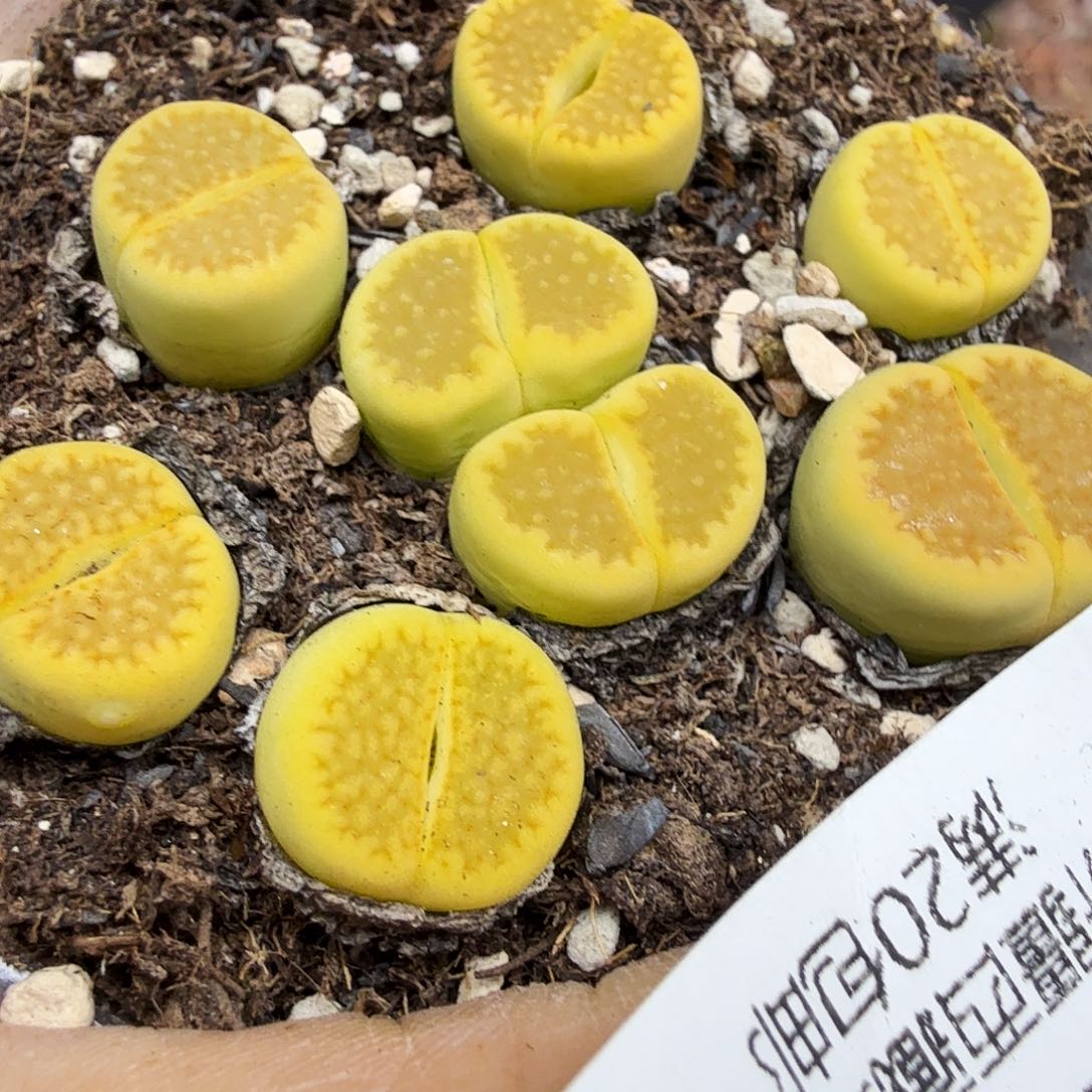 是因为她没有那么想过一206我