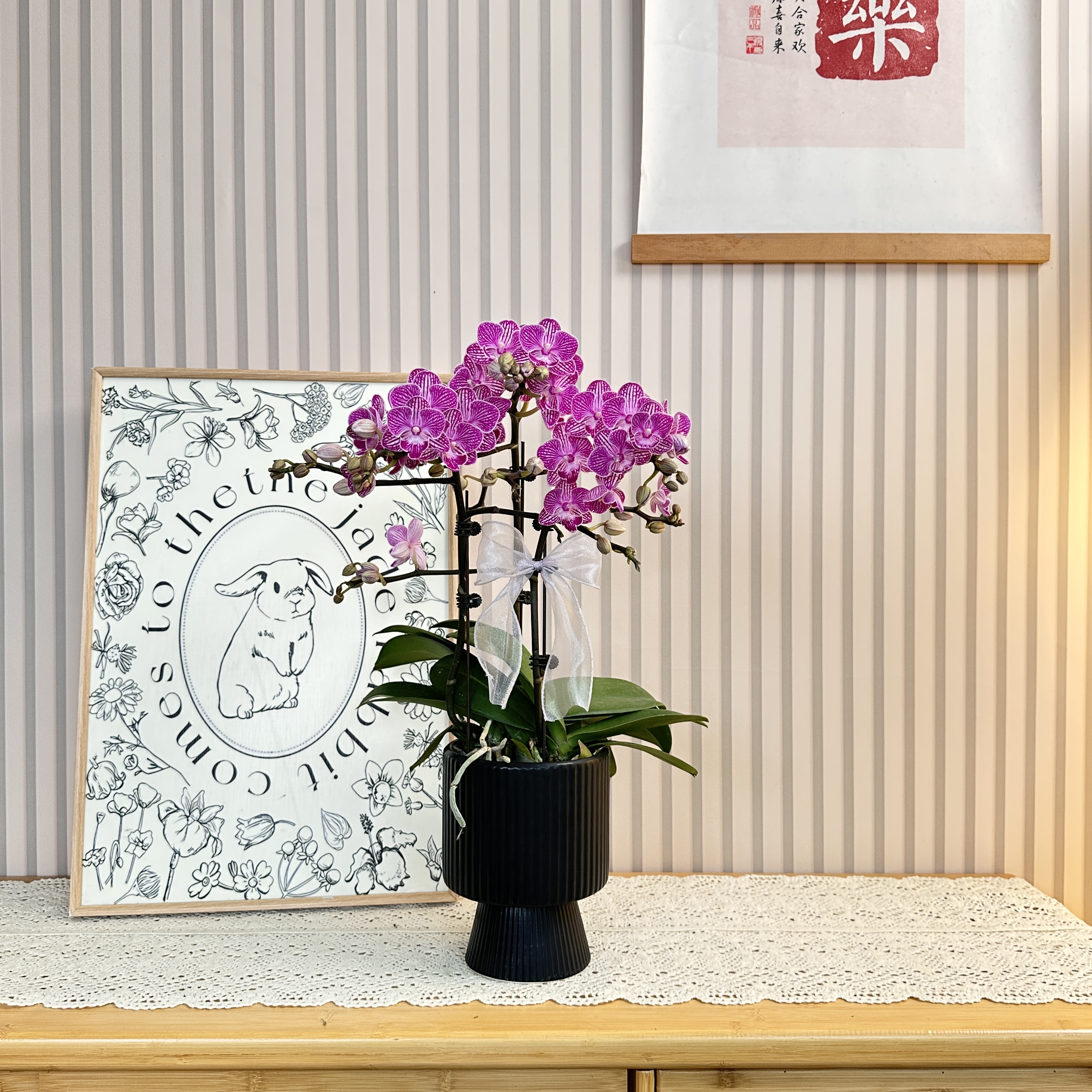 【紫樱】紫色小花蝴蝶兰 线条感爆花量 源头基地 客厅办公室小组盆