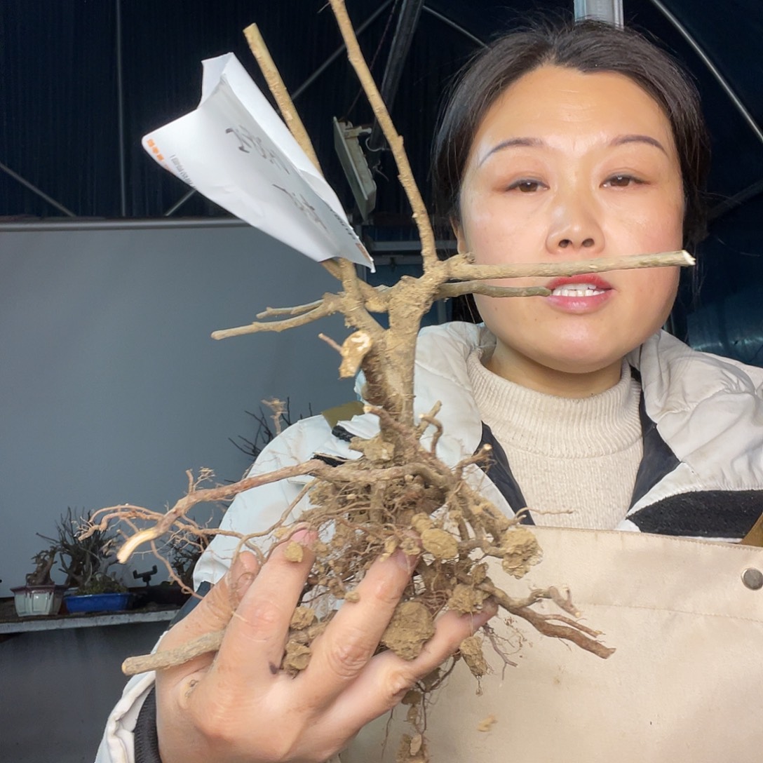 无花朵海棠花天252525