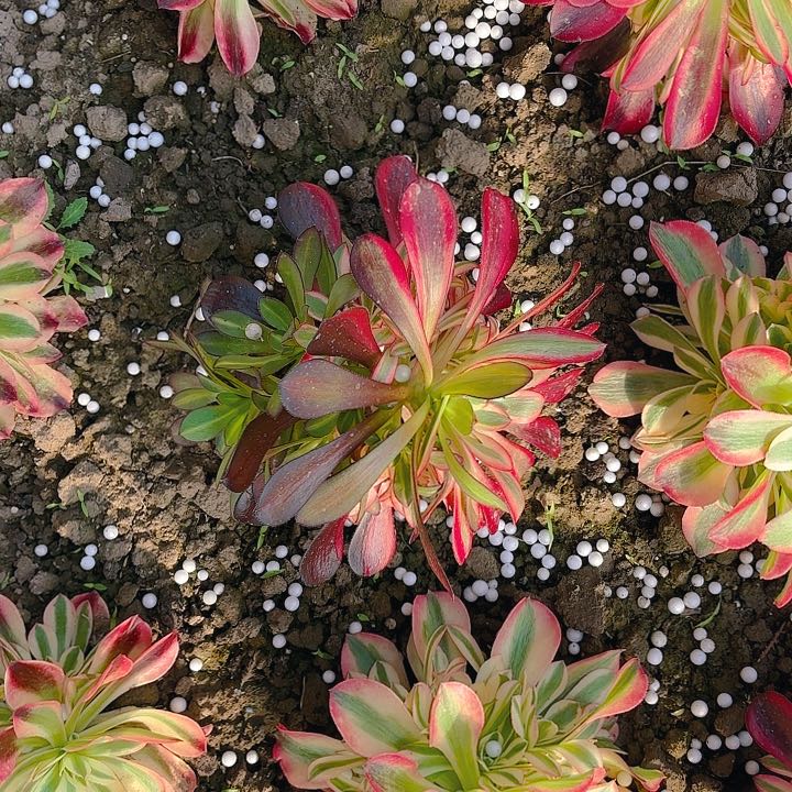 【闪购商品】花蝴蝶