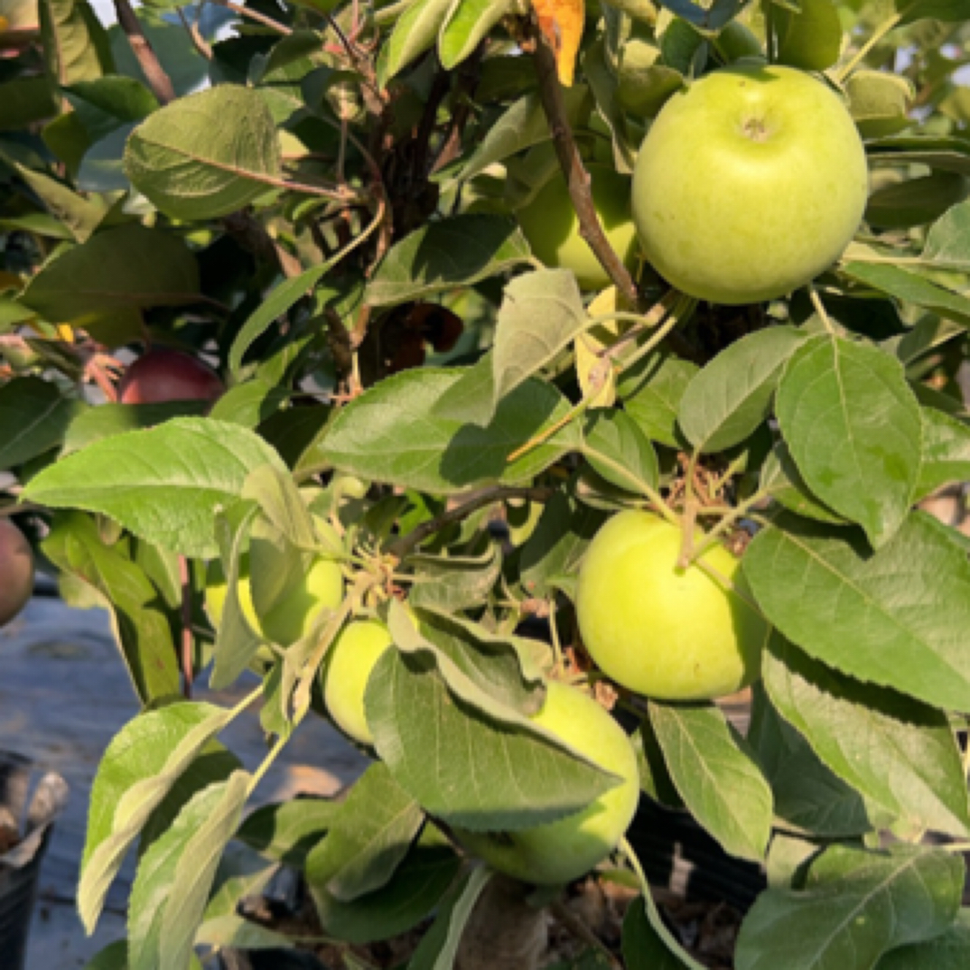 脆甜寒富士苹果好种易养活、室内室外盆栽地栽南北方均可种植，