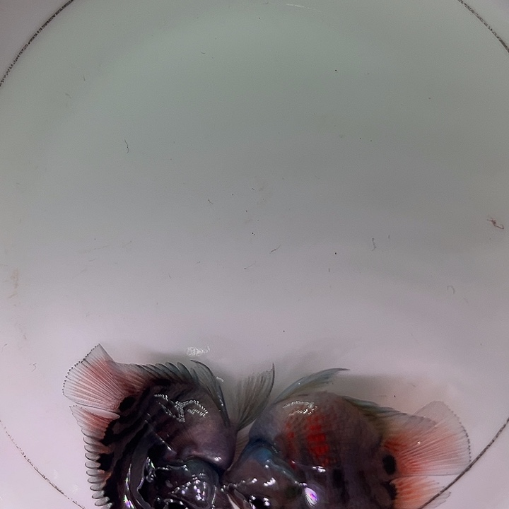 鹦鹉鱼迷你鱼摩卡