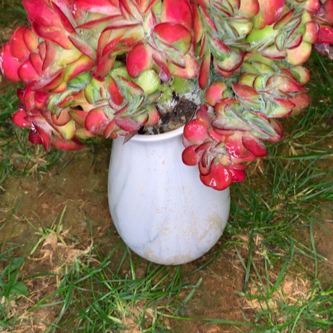 多肉植物一物一拍