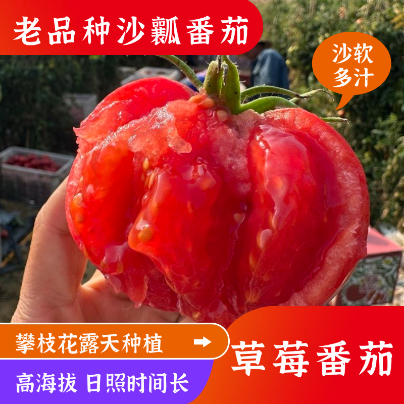 【顺丰包邮】攀枝花露天草莓番茄·老品种沙瓤番茄·孕妇小孩放心吃