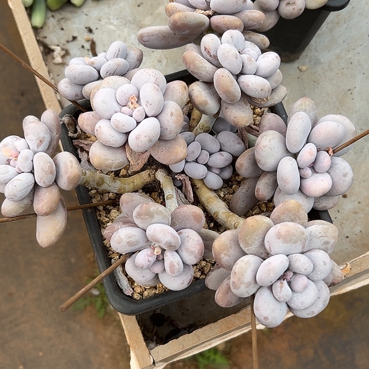 超大号原始奶酪群生多肉