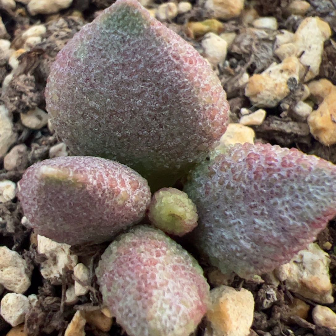 实生新品整颗多肉植物水泡