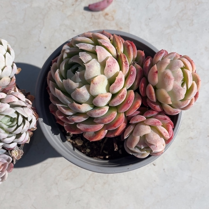 贝瑞多肉植物921