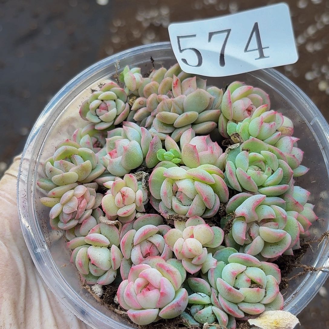 多肉植物多肉植物574