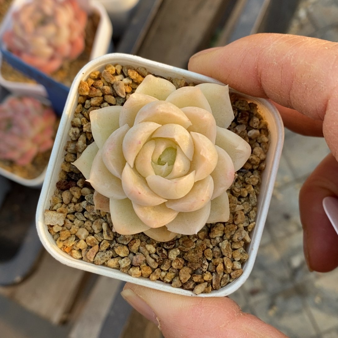 精品多肉一物一拍不包整234