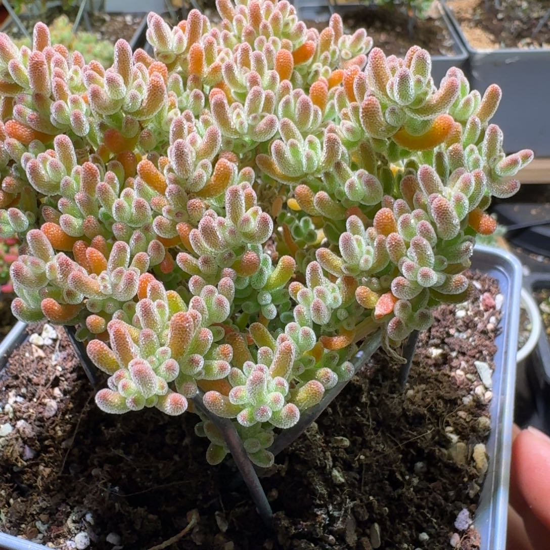 枝干番杏橘子冰晶469