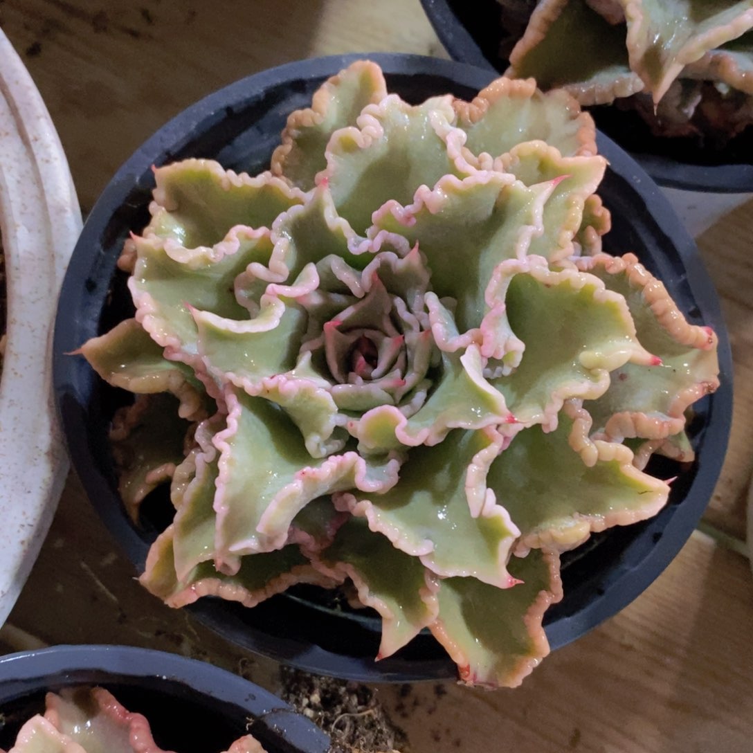 一物一拍多肉植物满38米包邮，可问主播品种