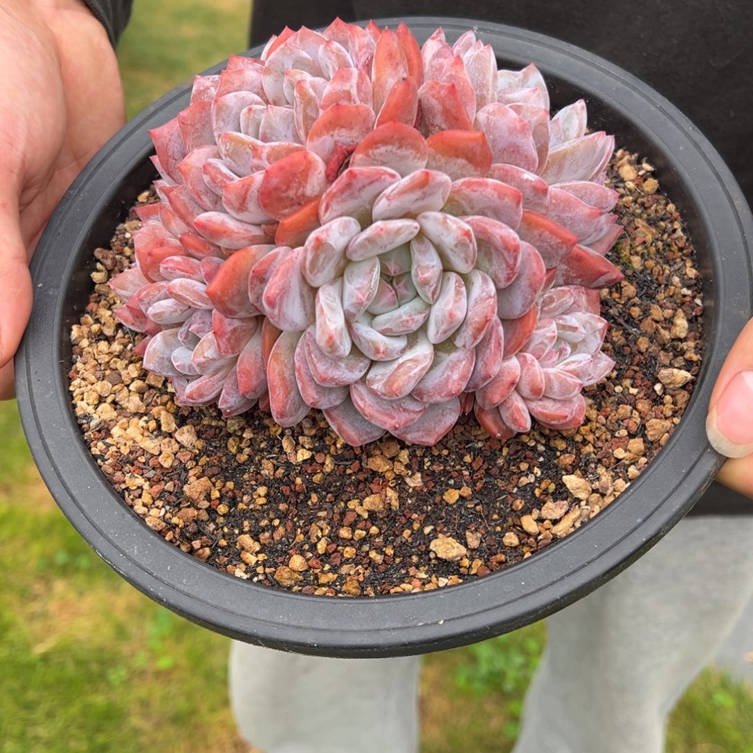 乐***乐大盆1106-002十级粉丝礼