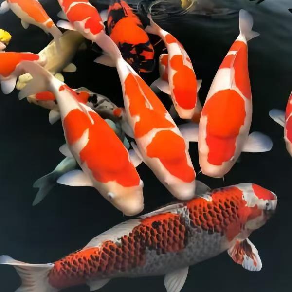 血统锦鲤，二号链接